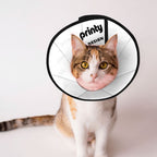Custom Pet Elizabethan Collar